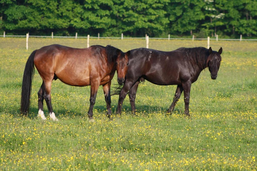 Chambres Et Table D'Hotes Les Machetieres Langeais Zewnętrze zdjęcie